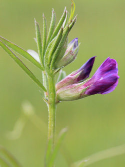 Vicia_angustifolia_angustifolia_Geseke_200616_CB01.jpg