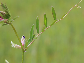 Vicia_angustifolia_angustifolia_Geseke_200616_CB03.jpg