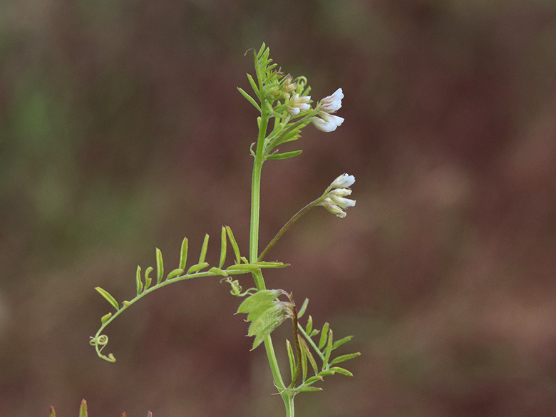 Vicia_hirsuta_Geseke_D23_100619_ja01.jpg