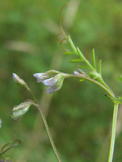 Vicia_hirsuta_ja03.jpg