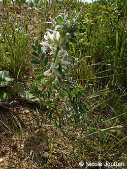 Vicia_pannonica_SophienhoeheJuelich_2013_NJoussen01.jpg