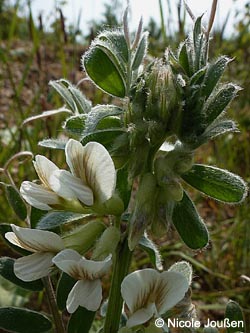 Vicia_pannonica_SophienhoeheJuelich_2013_NJoussen02.jpg