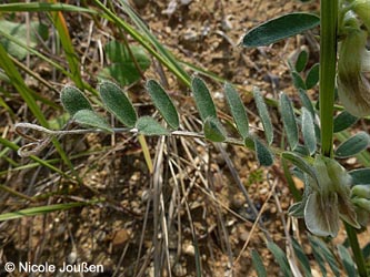 Vicia_pannonica_SophienhoeheJuelich_2013_NJoussen03.jpg