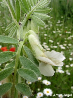 Vicia_pannonica_pannonica_GesekeA16_090613_ja06.jpg