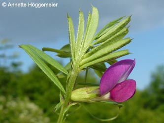 Vicia_segetalis_BOKalwes040613_ho02.jpg