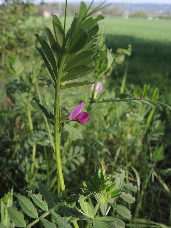 Vicia_segetalis_DO-Salingen_Voeckenberg_170420_ja02.jpg