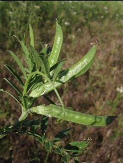 Vicia_segetalis_Geseke020611_ja01.jpg