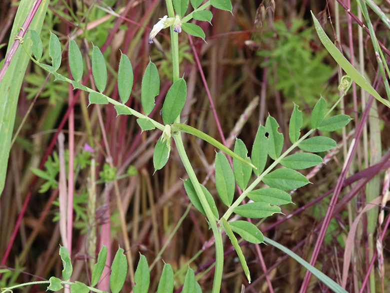 Vicia_segetalis_Geseke_D23_100619_ja02.jpg