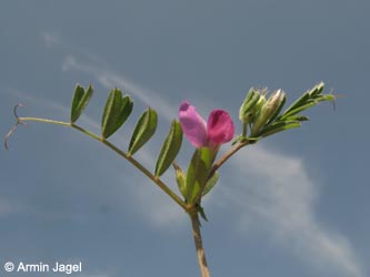 Vicia_segetalis_HERCRange050513_ja01.jpg