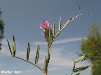 Vicia_segetalis_HERCRange050513_ja14.jpg