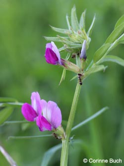 Vicia_segetalis_Uedesheimer_Rheinbogen_030514_CB02.jpg