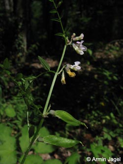 Vicia_sylvatica_SWD2009_ja104.jpg