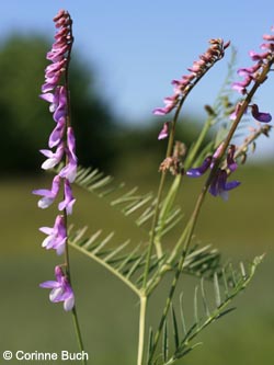 Vicia_tenuifolia_BottendorferHuegel_Kyffhaeuser040610_CB02.jpg