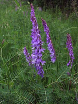 Vicia_tenuifolia_SWD2009_ja63.jpg