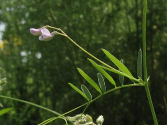 Vicia_tetrasperma_020612_ja03.jpg