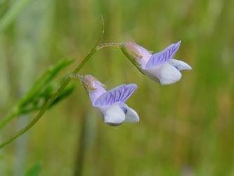 Vicia_tetrasperma_Geseke_240514_ja01.jpg