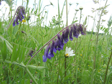 Vicia_villosa_MonheimerRheinbogen_200517_ja01.jpg