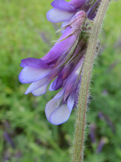 Vicia_villosa_villosa_Brake_Bf_290516_ja03.jpg