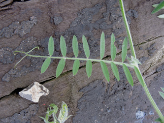 Vicia_villosa_villosa_Brake_Bf_290516_ja06.jpg