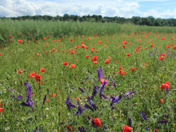 Vicia_villosa_villosa_Geseke_060617_VU01.jpg