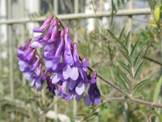 Vicia_villosa_villosa_Koeln-Raderberg_230414_ja01.jpg