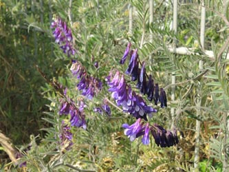 Vicia_villosa_villosa_Koeln-Raderberg_230414_ja02.jpg