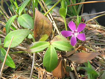 Vinca_minor_140418_ML01.jpg