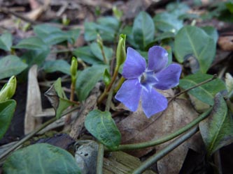 Vinca_minor_BOSchaufenster_P060311_ho88.jpg