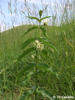 Vincetoxicum_hirundinaria_SWD2009_TK154.jpg