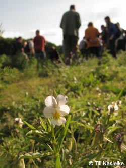 Viola_arvensis_BOKalwes040613_TK12.jpg