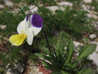 Viola_arvensis_GesekeAnneliese13_010512_ja06.jpg