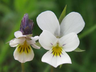 Viola_arvensis_gross_klein_HERWestring150512_ja01.jpg