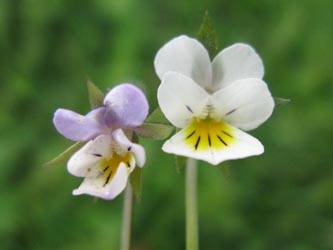 Viola_arvensis_gross_klein_HERWestring150512_ja30.jpg