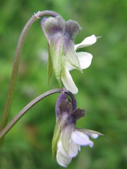 Viola_arvensis_gross_klein_HERWestring150512_ja33.jpg