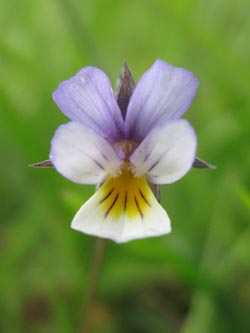 Viola_arvensis_gross_violett_HERWestring150512_ja14.jpg