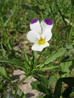 Viola_arvensis_violett_Geseke_Anneliese2_ja01.jpg