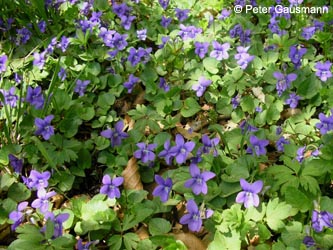 Viola_bavarica_BrilonerHochflaeche260409_PG41.jpg