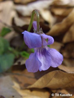 Viola_bavarica_Freeden_210413_TK10.jpg