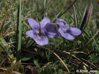 Viola_bavarica_Hoherstein210412_ja01.jpg