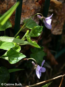 Viola_bavarica_Oberhagen210412_CB01.jpg