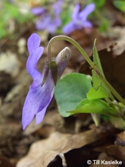 Viola_bavarica_Warstein_210412_TK04.jpg