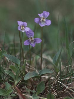 Viola_canina_HoheMark2003_F112_ja01.jpg