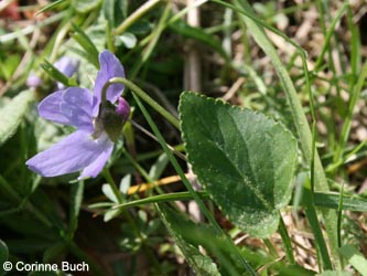Viola_hirta_BrilonerHochflaeche260409_CB15.jpg