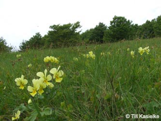 Viola_lutea_SWD2009_TK74.jpg