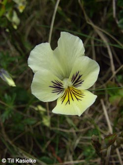 Viola_lutea_SWD2009_TK97.jpg