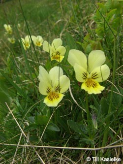 Viola_lutea_SWD2009_TK98.jpg