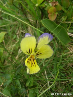 Viola_lutea_SWD2009_TK99.jpg