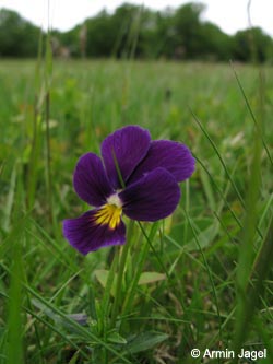 Viola_lutea_SWD2009_ja107.jpg