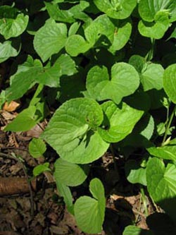 Viola_mirabilis_SWHaenge_Kyffhaeuser040610_ja02.jpg