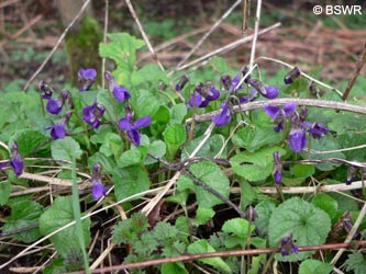 Viola_odorata_2009_BSWR03.jpg